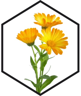 EXTRAIT DE FLEURS DE CALENDULA G/W, 200mL, 1L