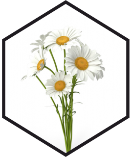 CHAMOMILE EXTRACT G/W, L