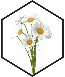 EXTRAIT DE CAMOMILLE G/W, 200mL, 1L