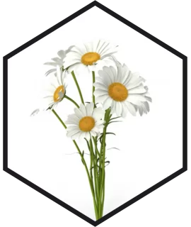 EXTRAIT DE CAMOMILLE G/W, 200mL, 1L