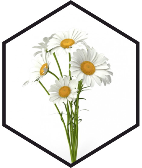 EXTRAIT DE CAMOMILLE G/W, 200mL, 1L