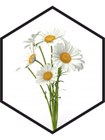 EXTRAIT DE CAMOMILLE G/W, 200mL, 1L