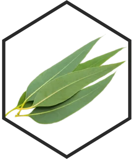 EUCALYPTUSBLÄTTEREXTRAKT G/W, 200mL, 1L