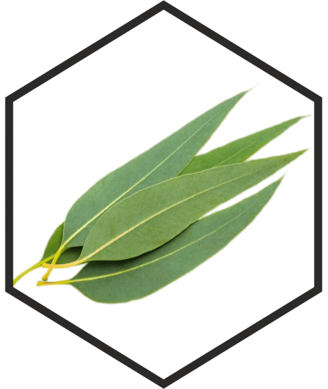 EUCALYPTUSBLÄTTEREXTRAKT G/W, 200mL, 1L