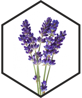 EXTRAIT DE FLEURS DE LAVANDE G/W, 200mL, 1L