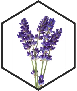 EXTRAIT DE FLEURS DE LAVANDE G/W, 200mL, 1L