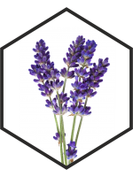 EXTRAIT DE FLEURS DE LAVANDE G/W, 200mL, 1L