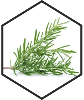 ESTRATTO DI FOGLIE DI ROSMARINO G/W, 200mL, 1L