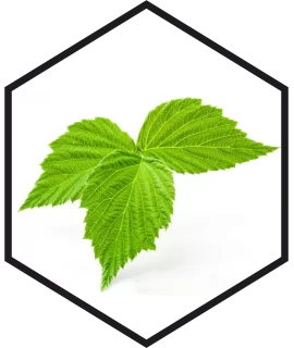 RASPBERRY LEAF EXTRACT G/W, 200mL, 1L