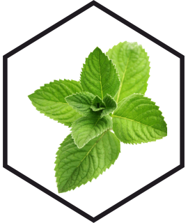 ESTRATTO DI MENTA PIPERITA G/W, 200mL, 1L