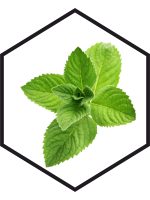 EXTRAIT DE MENTHE POIVRÉE G/W, 200mL, 1L