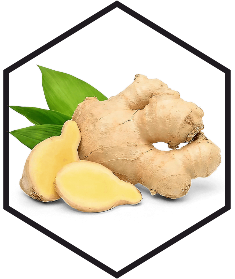 GINGER EXTRACT G/W, 200mL, 1L